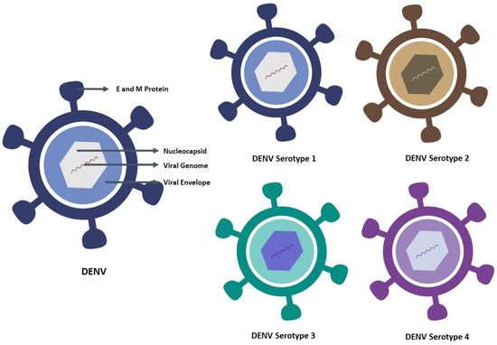 Virus Dengue có 4 type DENV-1, DENV-2, DENV-3 và DENV-4 khiến người bệnh có thể tái nhiễm