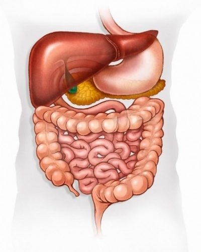 Đường ruột có khoảng nghỉ giữa các bữa ăn để duy trì hoạt động tiêu hóa tự nhiên