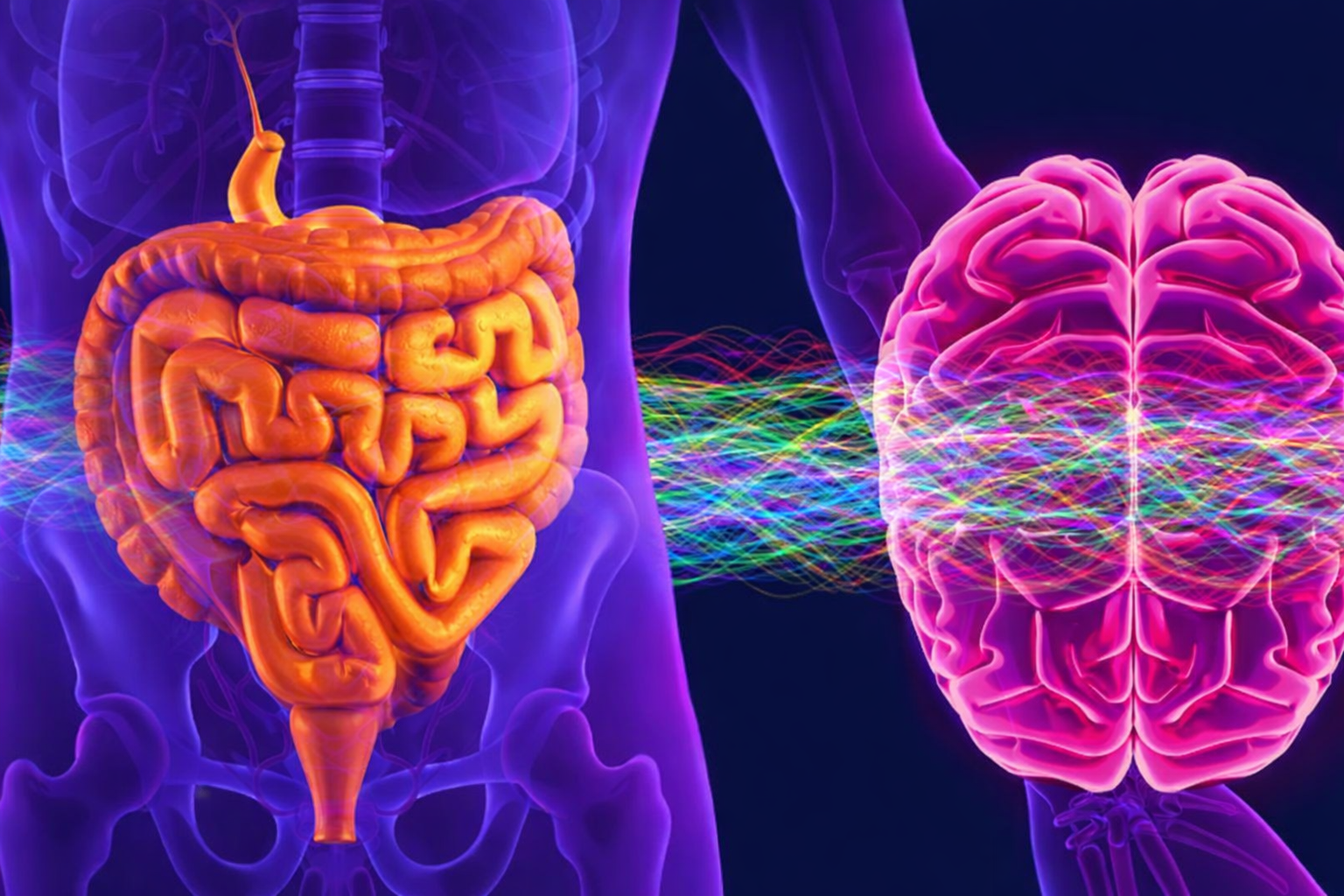 Mối liên hệ giữa não bộ và đường ruột trong hoạt động tiêu hóa và đi tiêu